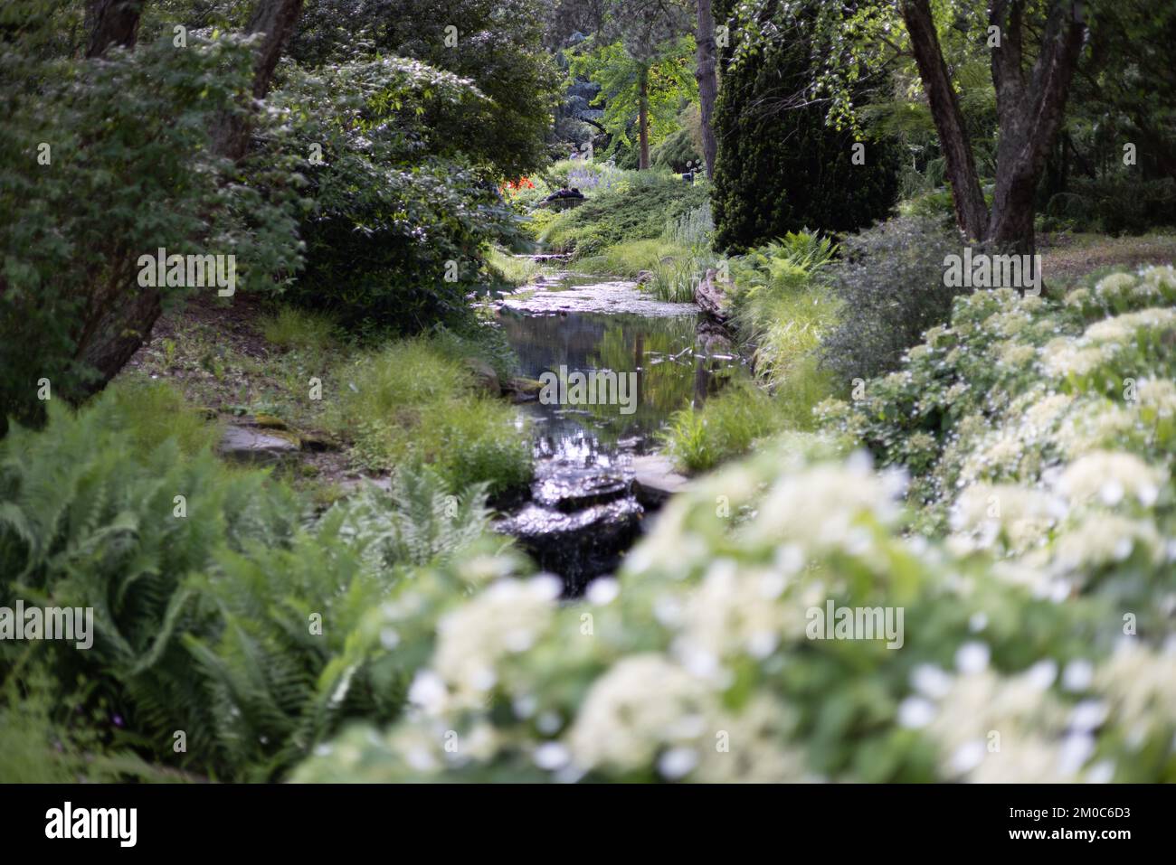 Ein kleiner Fluss, der zwei Flussufer im Hamburger Loki-Schmidt-Garten trennt Stockfoto