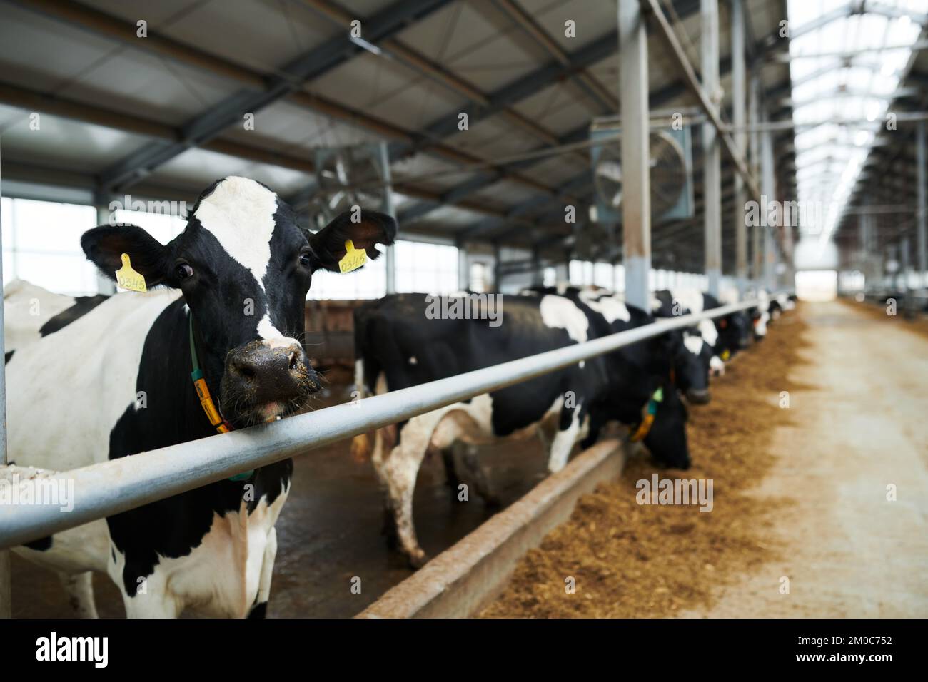 Selektiver Fokus auf schwarz-weiße Milchkuh, die auf die Kamera schaut, während sie im Kuhstall gegen eine Reihe anderer Rinder steht, die Futter fressen Stockfoto