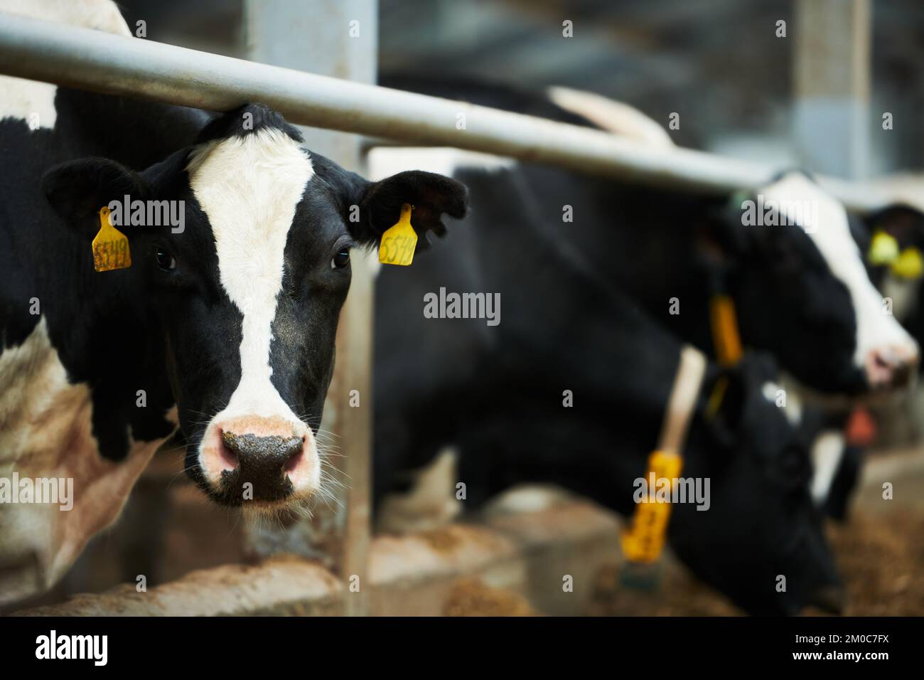 Eine schwarz-weiße reinrassige Milchkuh, die in die Kamera schaut, während sie im Stall steht, während andere Nutztiere Futter vom Futtermittel essen Stockfoto