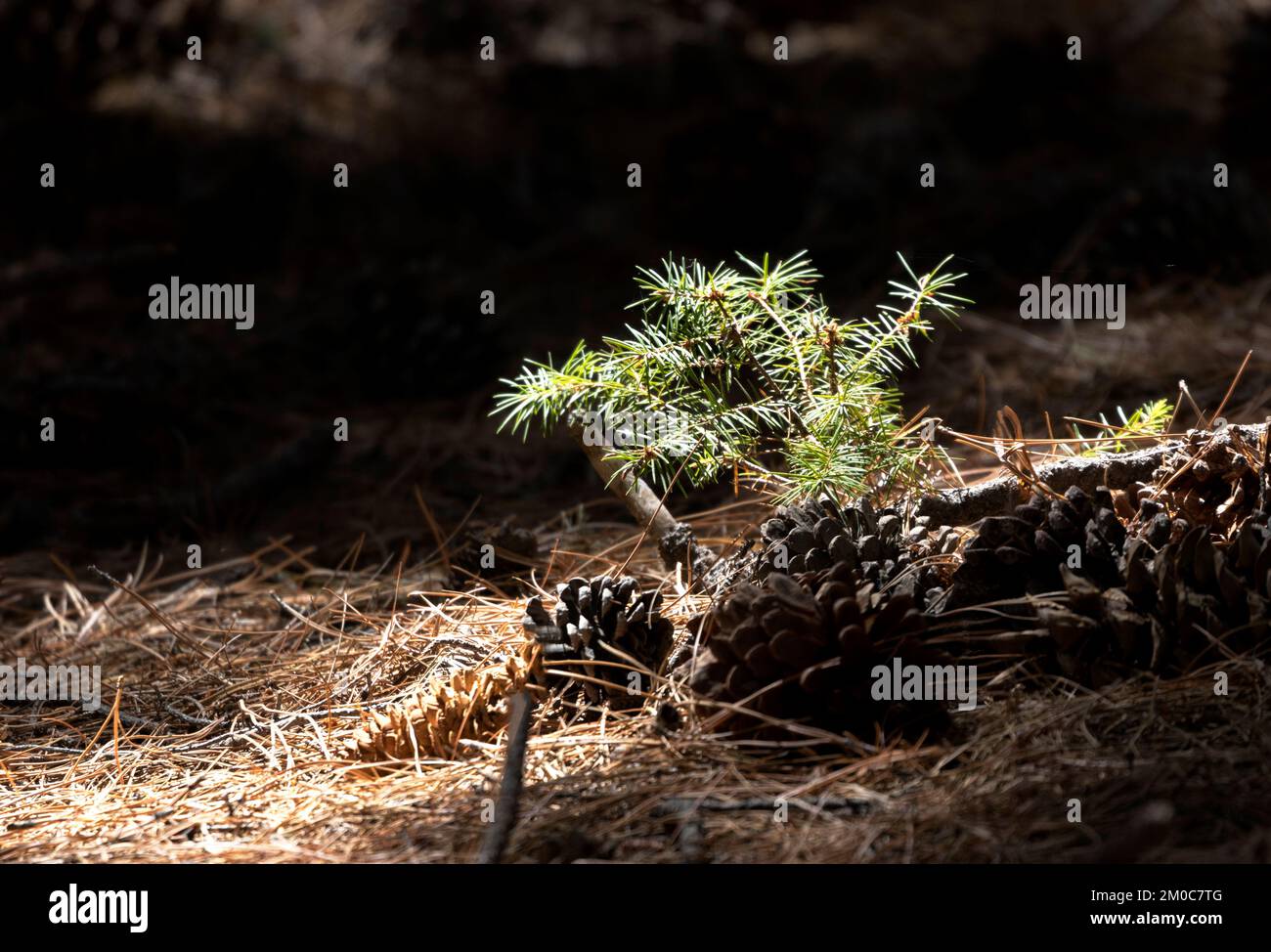 Das Sonnenlicht fließt sanft auf ein Zeichen neuen Lebens, ein Kiefernseedling und Zapfen inmitten brauner Nadeln auf dem Waldboden entlang der Bear Wwallow Road am Mt. Lemmon Stockfoto