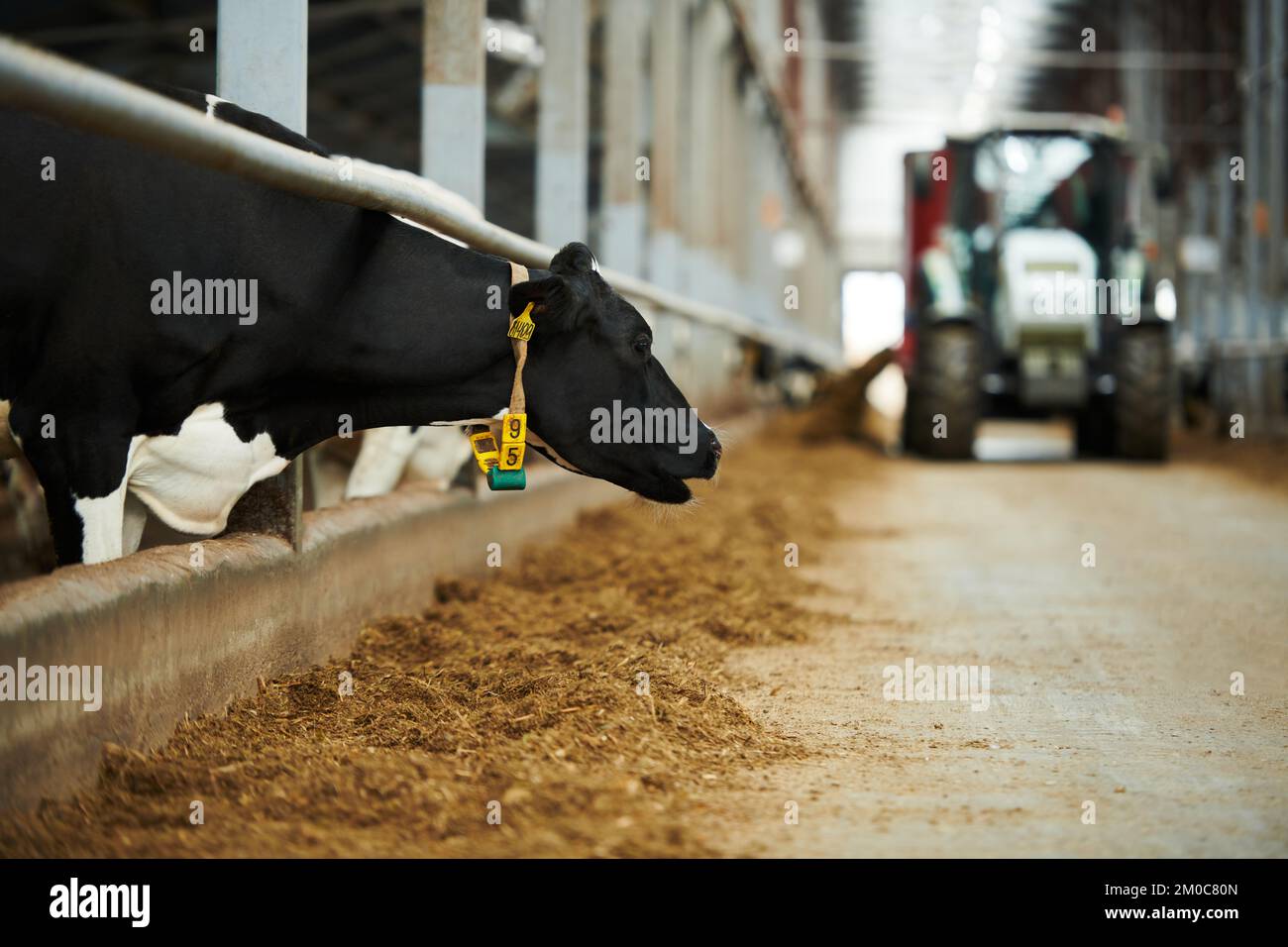Seitenansicht der schwarzen reinrassigen Kuh, die im Kuhstall vor dem Schrägförderer mit fahrendem Traktor im Hintergrund mutscht Stockfoto