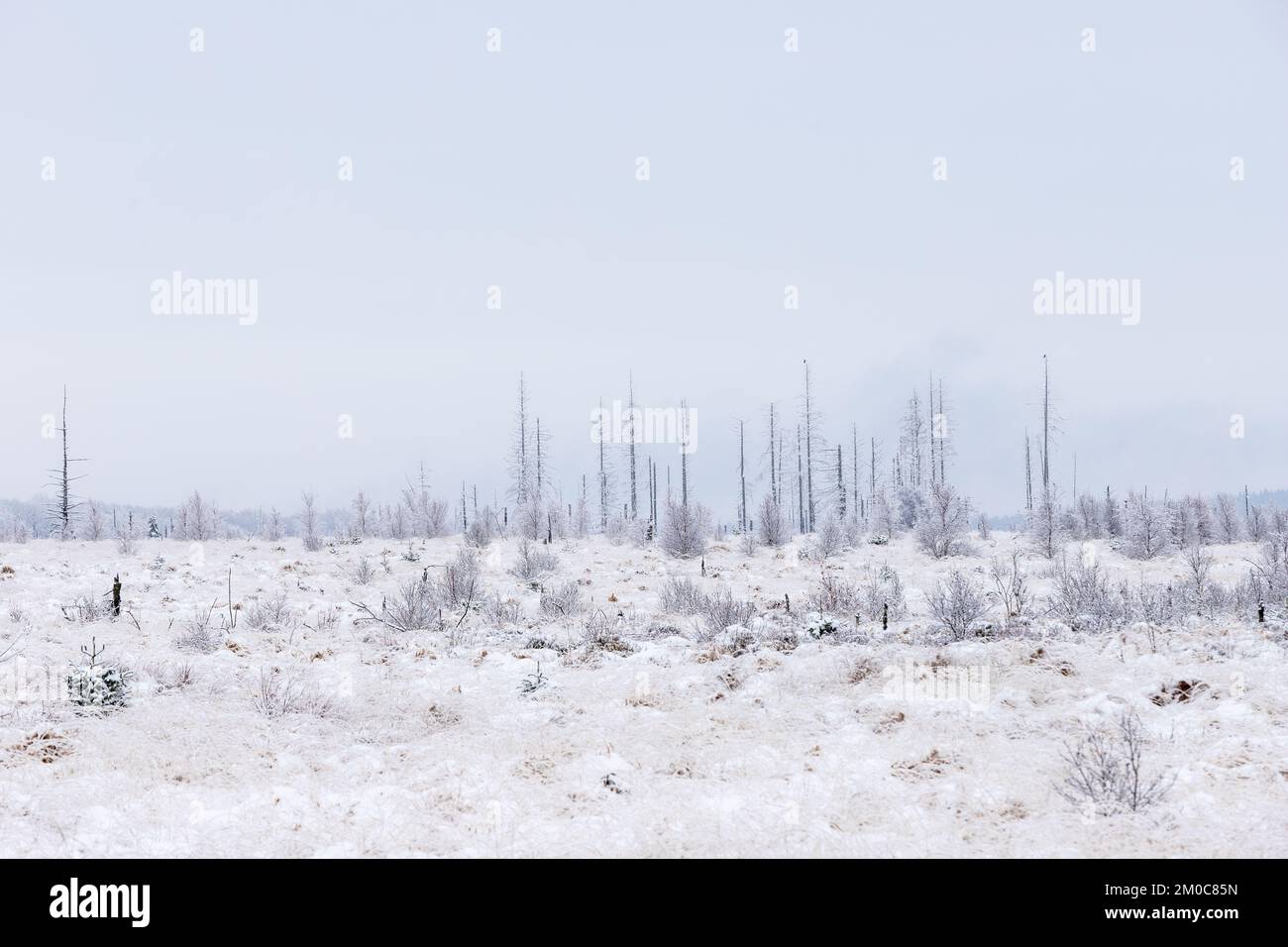 Winterlandschaft in den hohen Bergen der belgischen Ardennen. Eine einzigartige Landschaft in Europa mit den höchsten Adern des Kontinents. Stockfoto