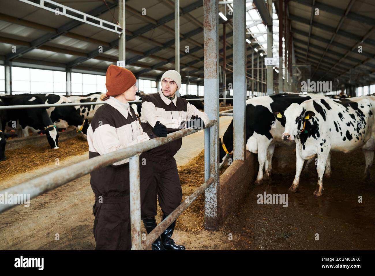 Zwei Junglandwirte in Arbeitskleidung, die bei der Arbeitssitzung im Stall stehen und Möglichkeiten zur Verbesserung der Rinderhaltung erörtern Stockfoto