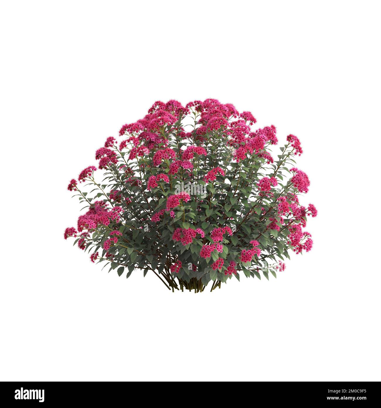 3D Darstellung von Spirea Japonica, isoliert auf weißem Hintergrund Stockfoto