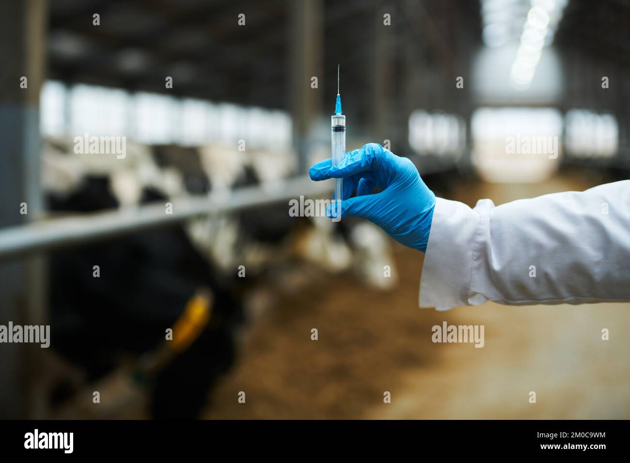 Hand des Tierarztes in Handschuhen und Labormantel mit Spritze mit Impfstoff gegen neue gefährliche Viren oder Infektionskrankheiten vor der Impfung Stockfoto