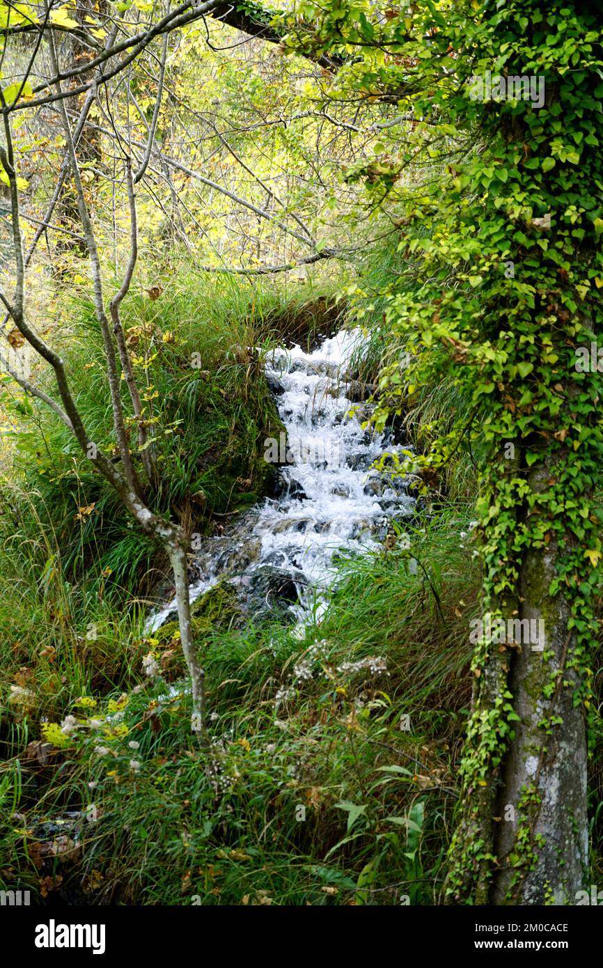 Ein natürlicher grüner Waldstrom in einem dichten, schungelartigen Herbstwald Stockfoto