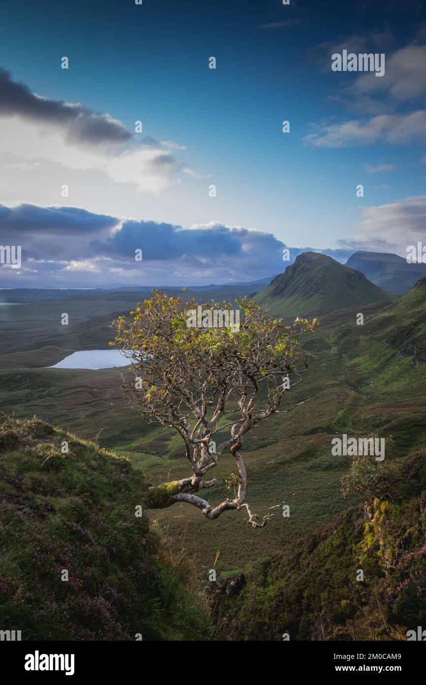 Single Tree in Quiraing früh am Morgen, Isle of Skye, Schottland Stockfoto