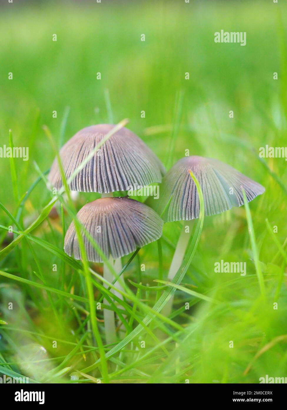 Nahaufnahme einer Gruppe gefalteter Tintendeckenpilze (Parasola plicatilis) im Gras Stockfoto
