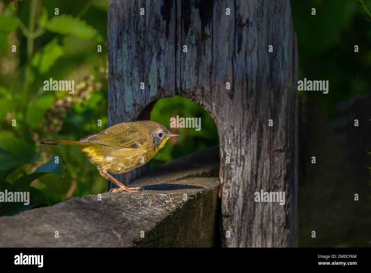 Nahaufnahme eines Gelbhalses (Geothlypis trichas) auf einem Holzzaun Stockfoto