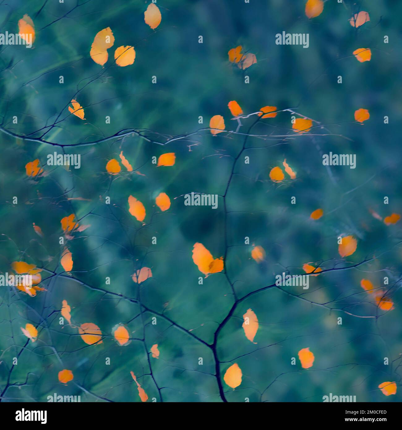 Wälder im Herbst zeigen Schönheit in der Natur mit auffälligen Mustern, Formen und Bewegungen in einer Palette von Herbstfarben Stockfoto