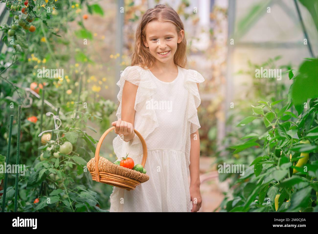 Ein bezauberndes Mädchen, das im Gewächshaus Gurken und Tomaten erntet