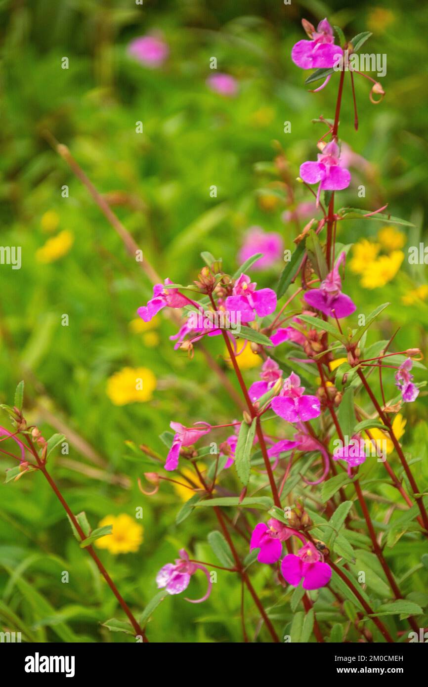 Eine Vertikale von Impatiens textori-Blüten in einem verschwommenen Blumenfeld Stockfoto