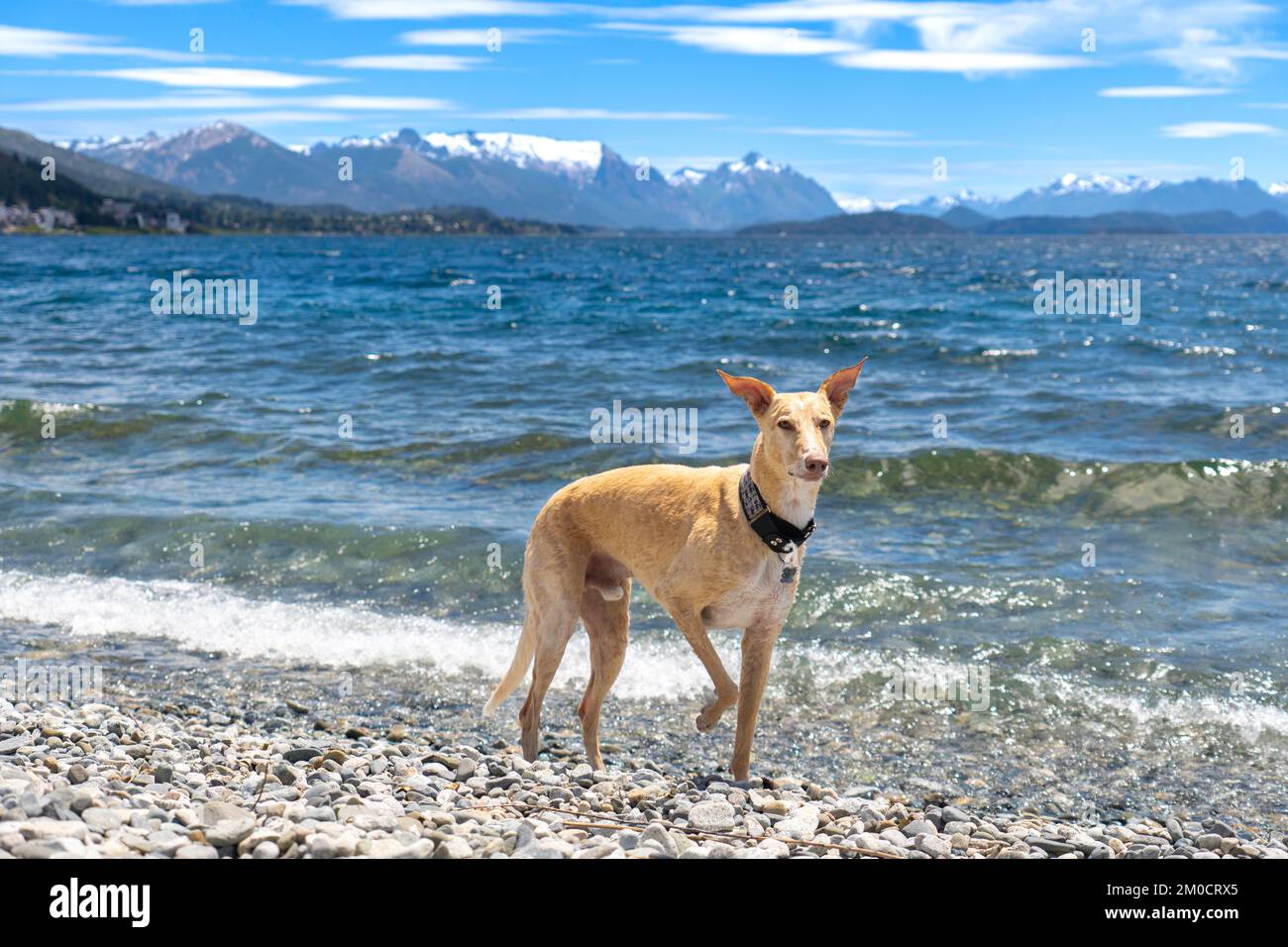 Galgo Español, Spanish galgo, Spanish Greyhound, Greyhound Stockfoto