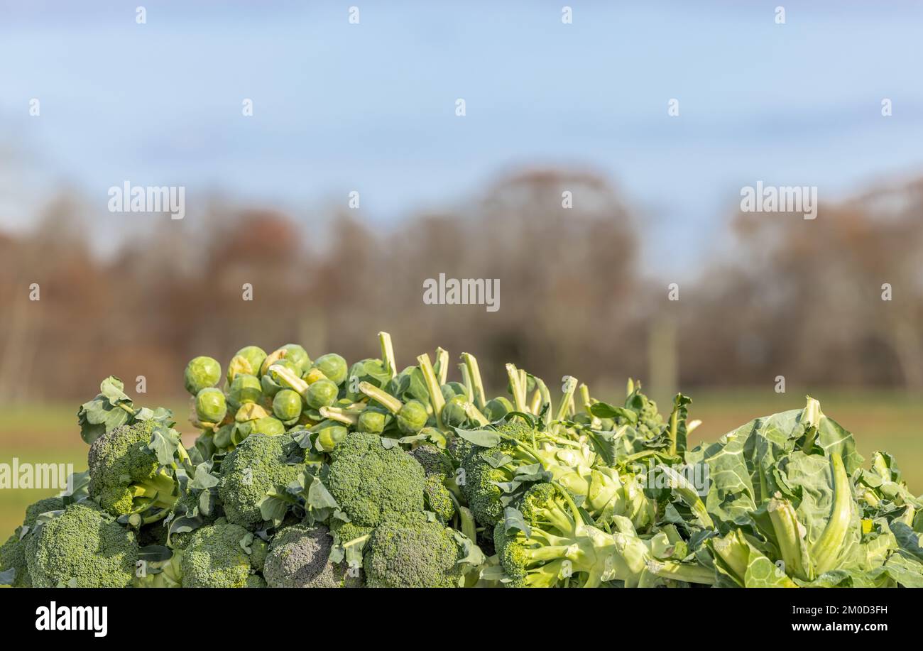 Details zu Brokkoli und rosenkohl, die zum Verkauf ausgestellt werden Stockfoto