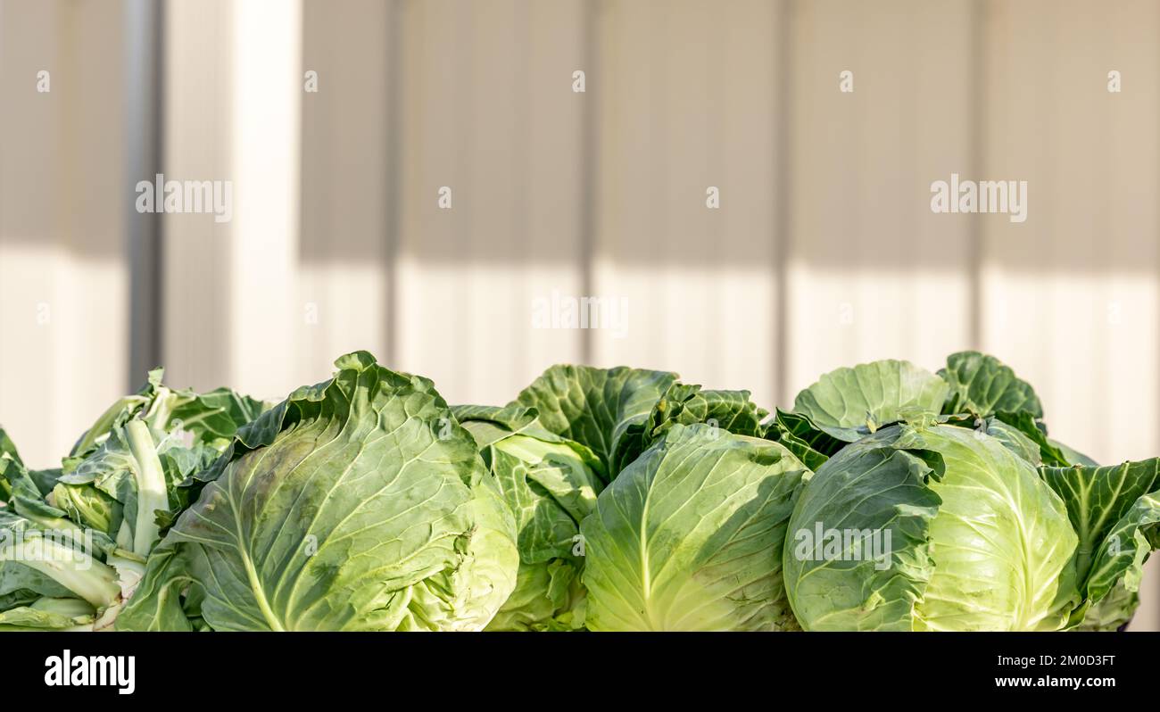 Detailbild des Kopfkohls, das zum Verkauf ausgestellt wird Stockfoto