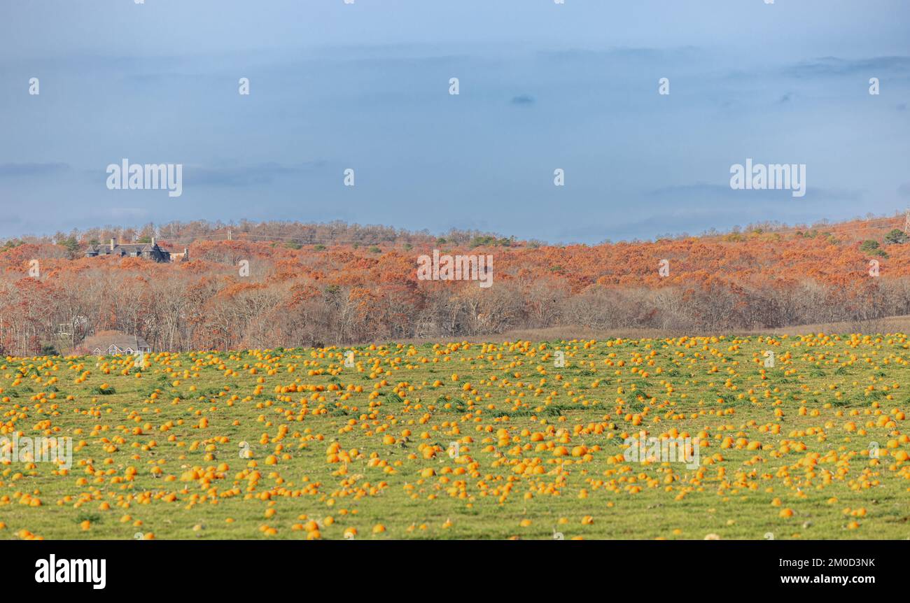Herbstlandschaft eines Feldes voller Kürbisse Stockfoto