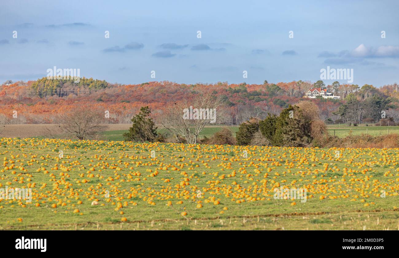 Landschaft eines Kürbisfeldes an einem knackigen Herbsttag Stockfoto