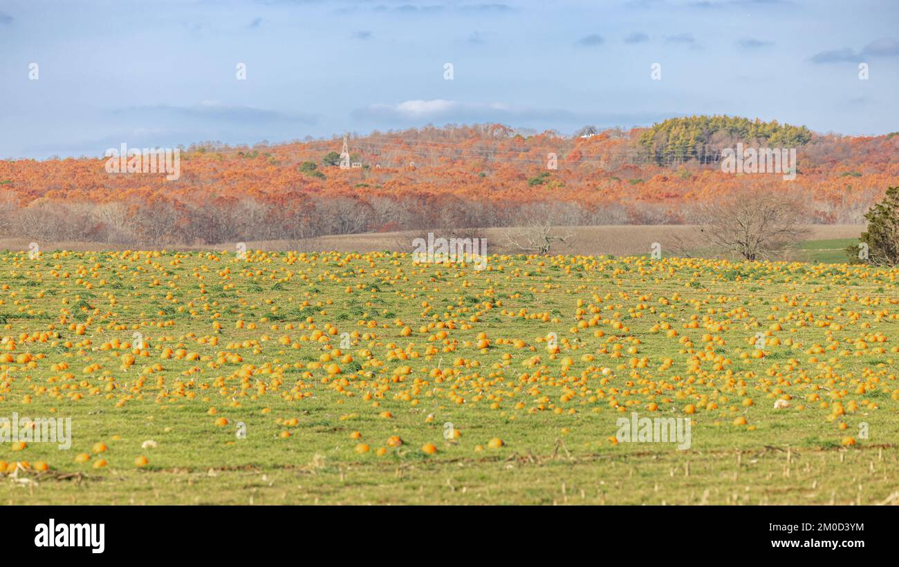 Herbstlandschaft eines Feldes voller Kürbisse Stockfoto