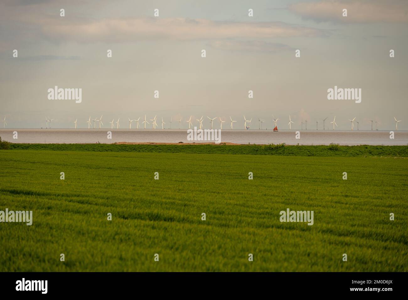 Naturschutzgebiet Dengie Marshes mit den Windturbinen von Gunfleet Sand und einer Offshore-Windfarm in der Ferne Stockfoto