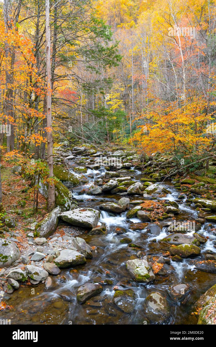 Wasserfall, Stromschnellen, Middle Prong Little River, Herbst, Great Smoky Mountains NP, TN, USA, Ende Oktober, von Dominique Braud/Dembinsky Photo Assoc Stockfoto