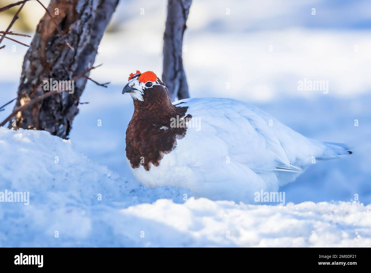 Willow Ptarmigan oder Willow Grouse Male im Denali-Nationalpark Stockfoto