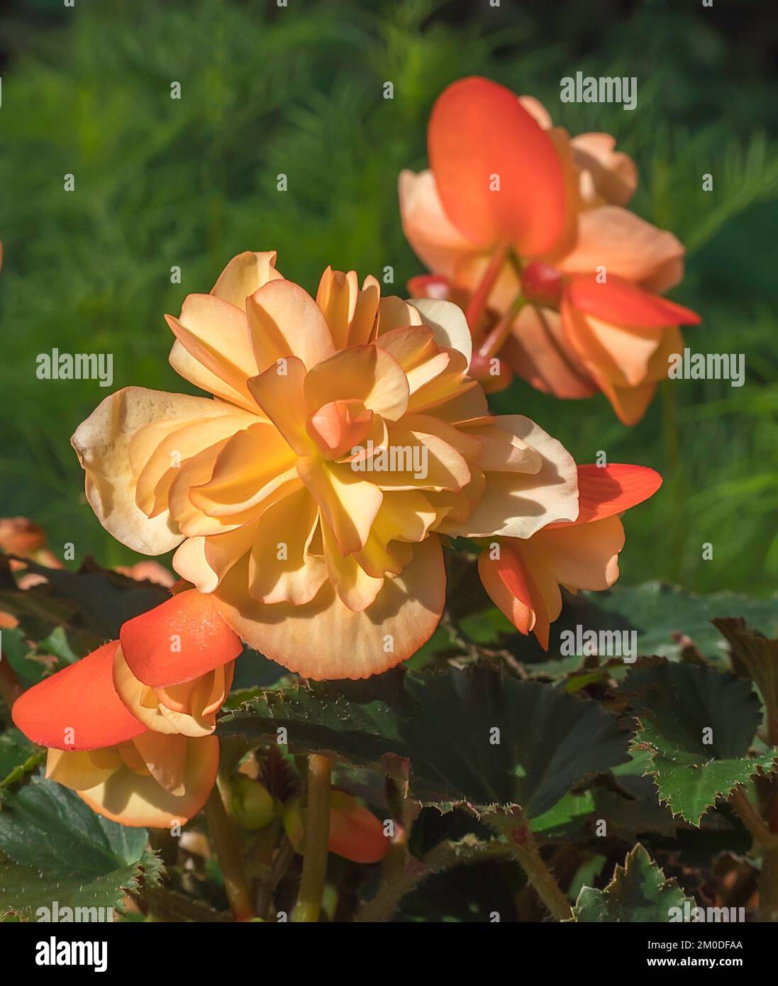 Weiches Gelb und Orange Begonia Stockfoto