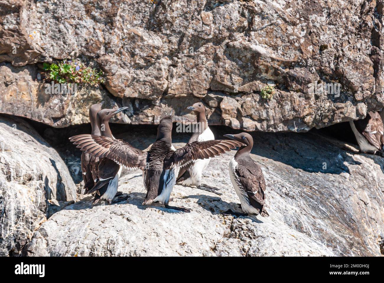 Resurrection Bay, Alaska, USA - 22. Juli 2011: Ein Treffen von 5 Murres-Vögeln auf Guano-White Brown r Stockfoto