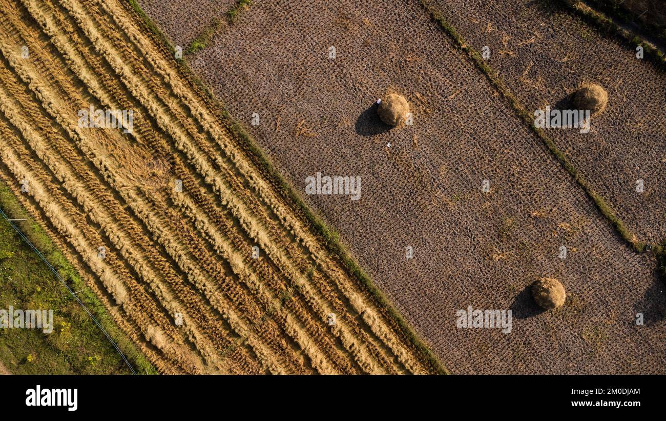 Die Kaffeesträucher reifen in den Bergen Thailands und können mit grünen und roten Kaffeekirschen geerntet werden. Arabica-Kaffeebohnen reifen auf dem Baum in Stockfoto