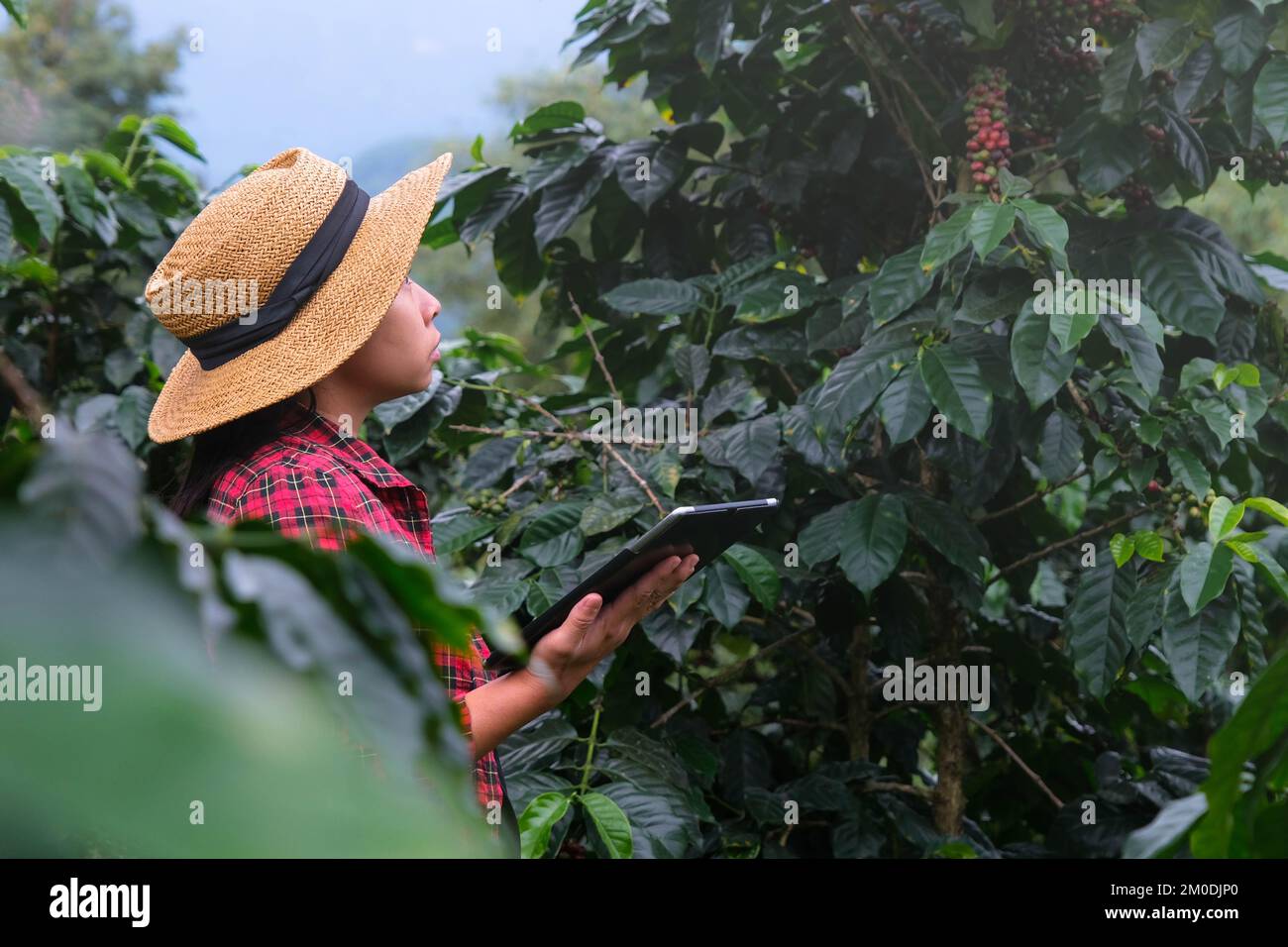 Ein moderner asiatischer Bauer, der ein digitales Tablet verwendet und reife Kaffeebohnen auf einer Kaffeeplantage prüft. Moderne Technologieanwendung in der landwirtschaftlichen Ackerkultur Stockfoto