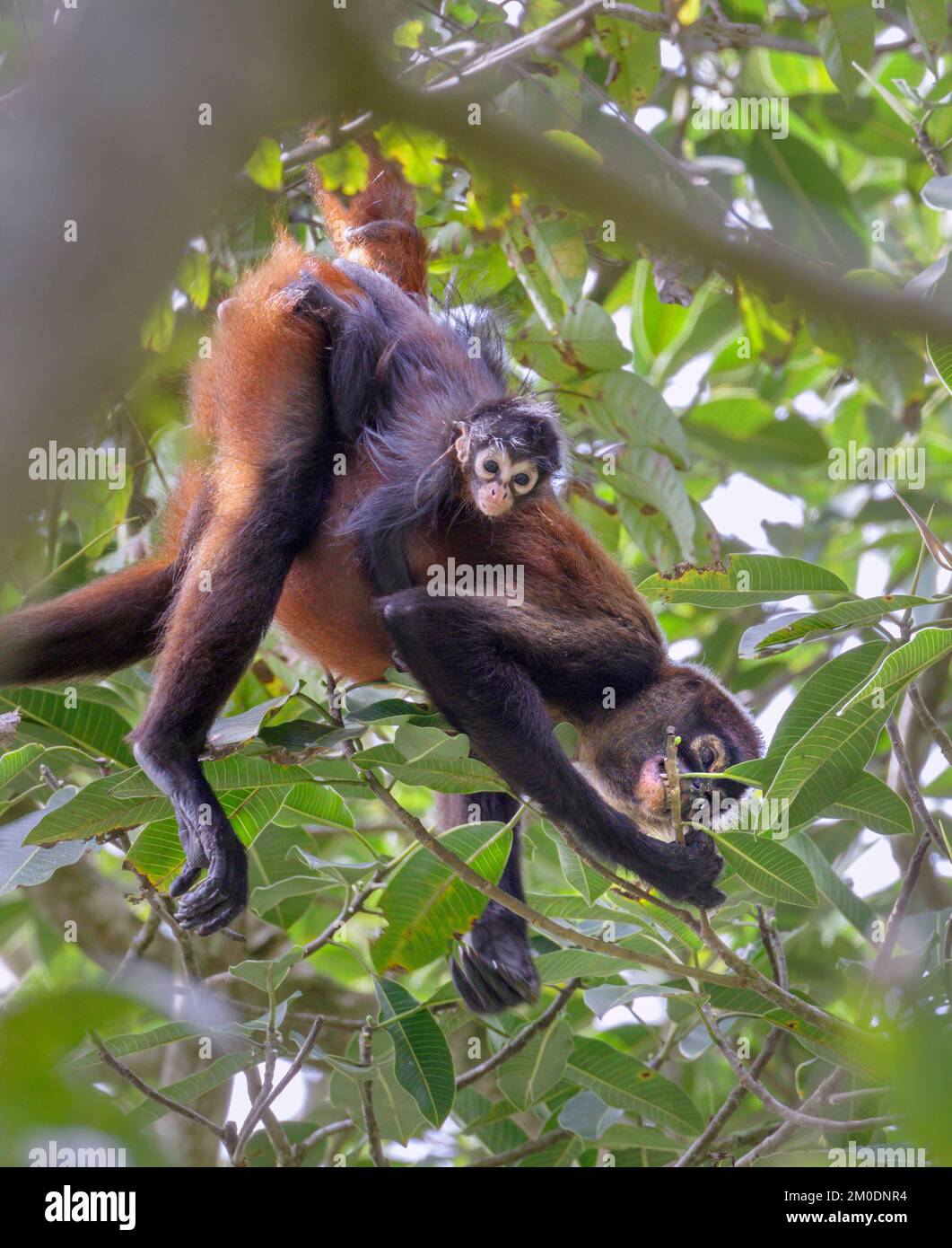 Schwarzhände oder Geoffroys Spinnenaffe (Ateles geoffroyi) füttern sich in Waldkronen mit Baby auf dem Rücken, Osa Halbinsel, Puntarenas, Costa Rica. Stockfoto