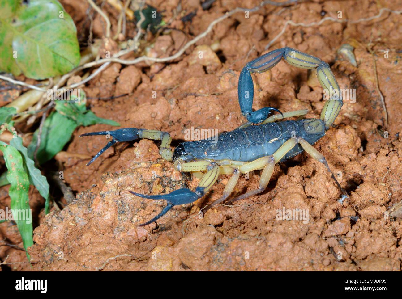 Zweifarbige Rindenskorpion (Centruroides bicolor) im Regenwald, Halbinsel Osa, Puntarenas, Costa Rica. Stockfoto