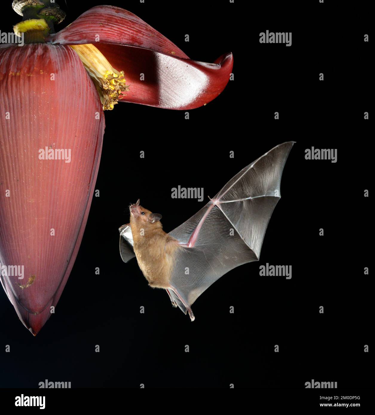 Pallas's langsprachige Fledermaus (Glossophaga soricina), die sich aus Bananenblüten, Halbinsel Osa, Puntarenas, Costa Rica ernährt. Stockfoto