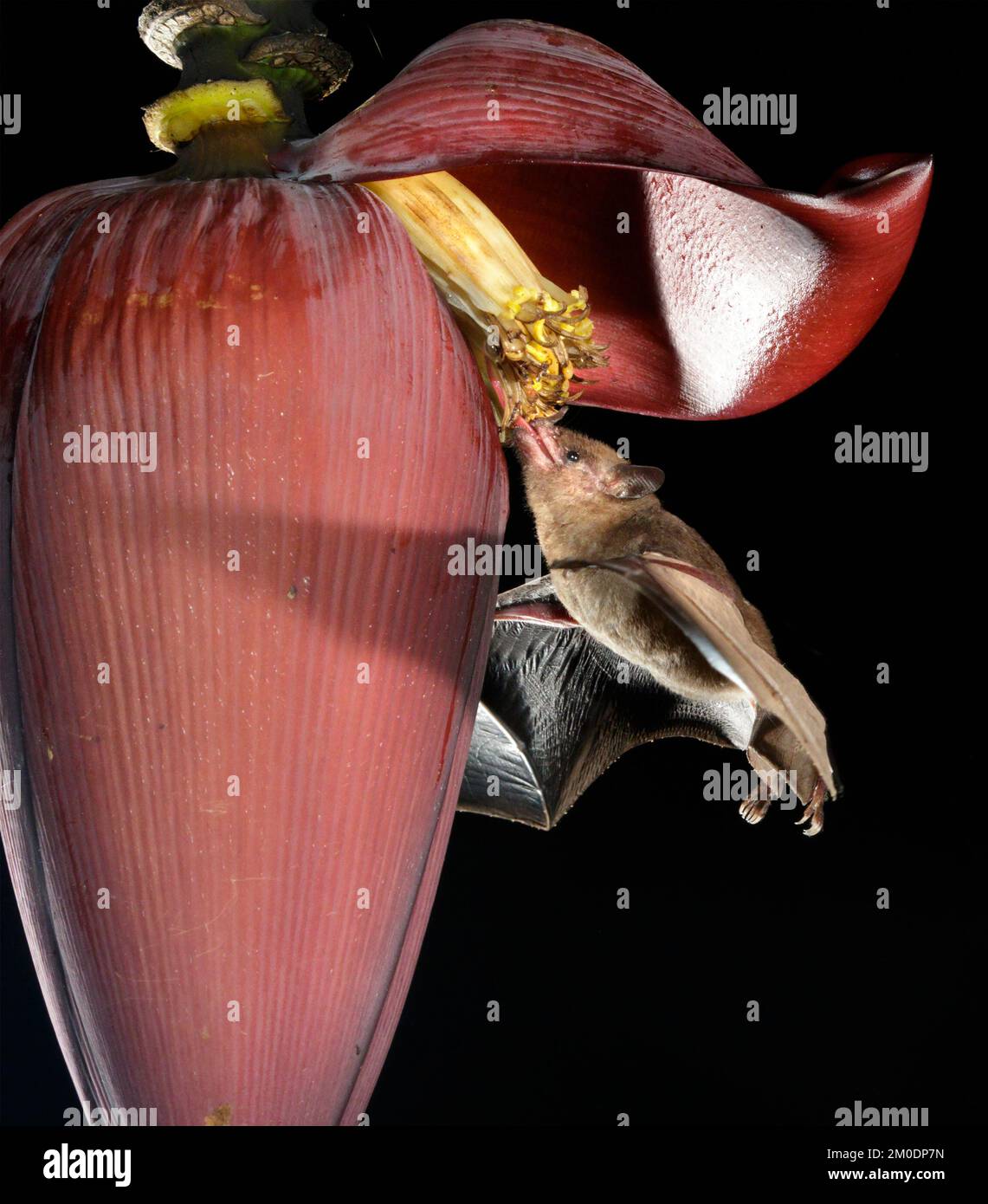 Pallas's langgespaltene Fledermaus (Glossophaga soricina), die sich mit der Zunge im Inneren der Bananenblume, der Osa-Halbinsel, Puntarenas, Costa Rica ernährt. Stockfoto
