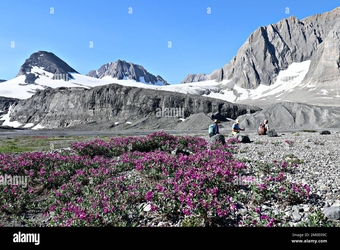 Wandern Sie durch die Gletscher, Felsen und Wildblumen auf dem Petain-Gletscher. Stockfoto