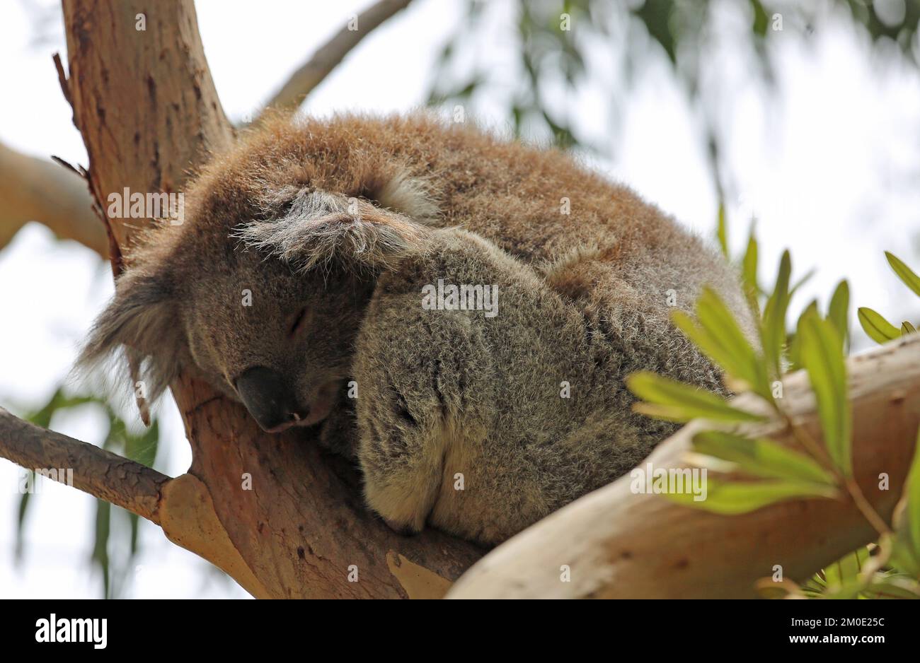 Süßer Koala schläft - Australien Stockfoto
