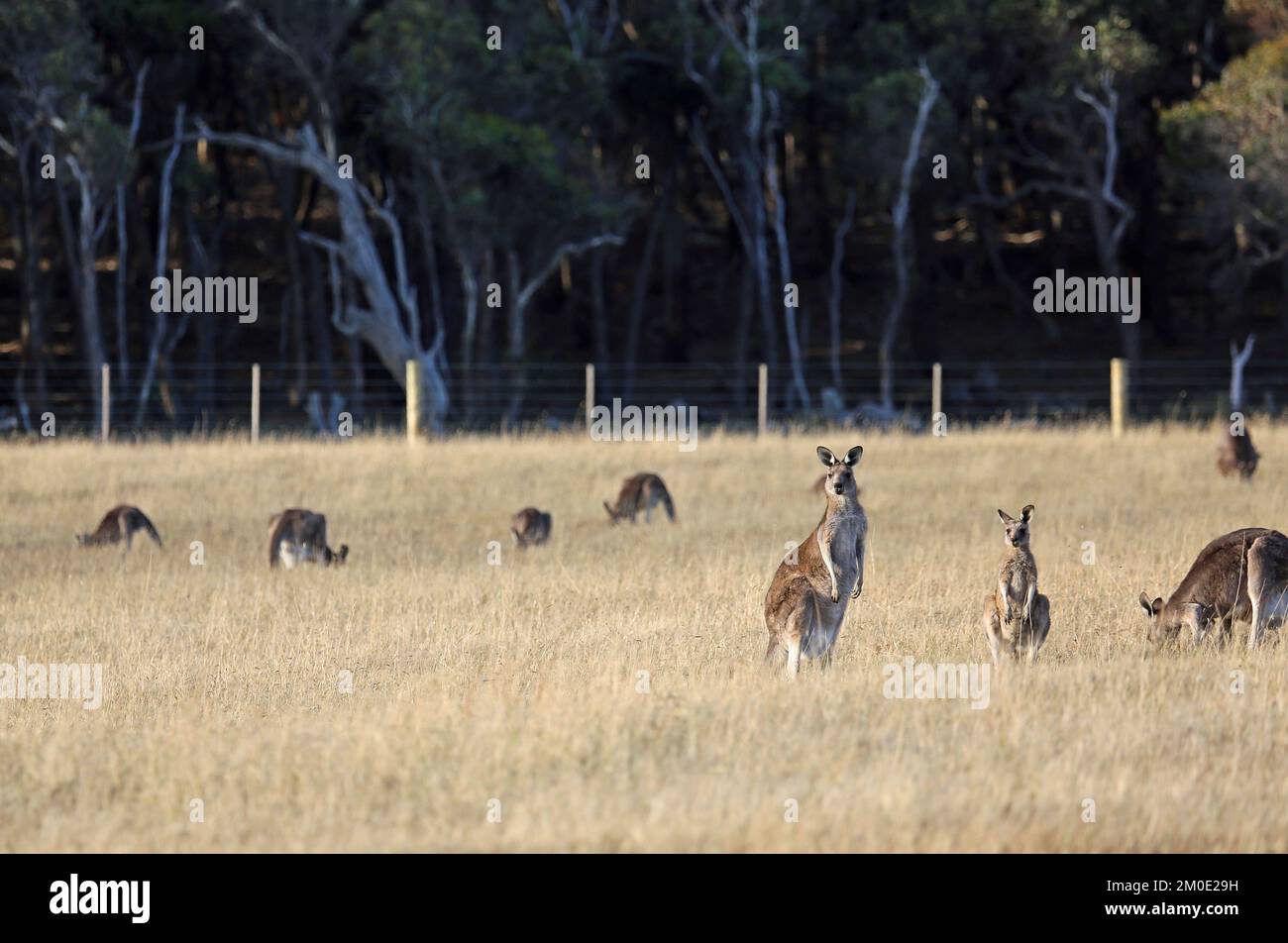 Känguru-Familie - Australien Stockfoto