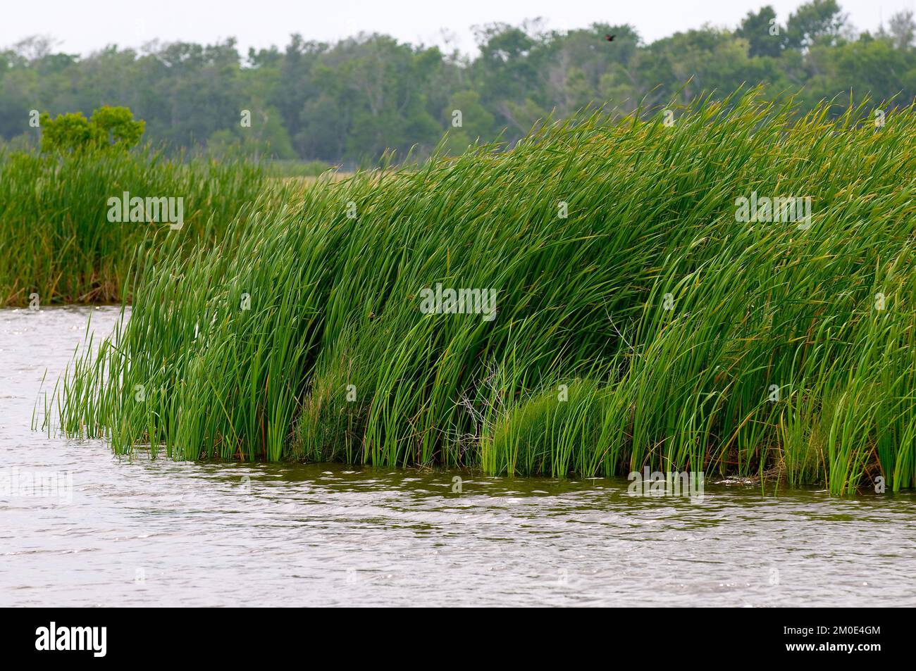 Büro der Verwaltungsrätin (Lisa P. Jackson) - Cocodrie, Louisiana und Oil Disaster Meeting in Dulac, Louisiana (BP-Ölpest) - USEPA-Foto von Eric Vance, Environmental Protection Agency Stockfoto