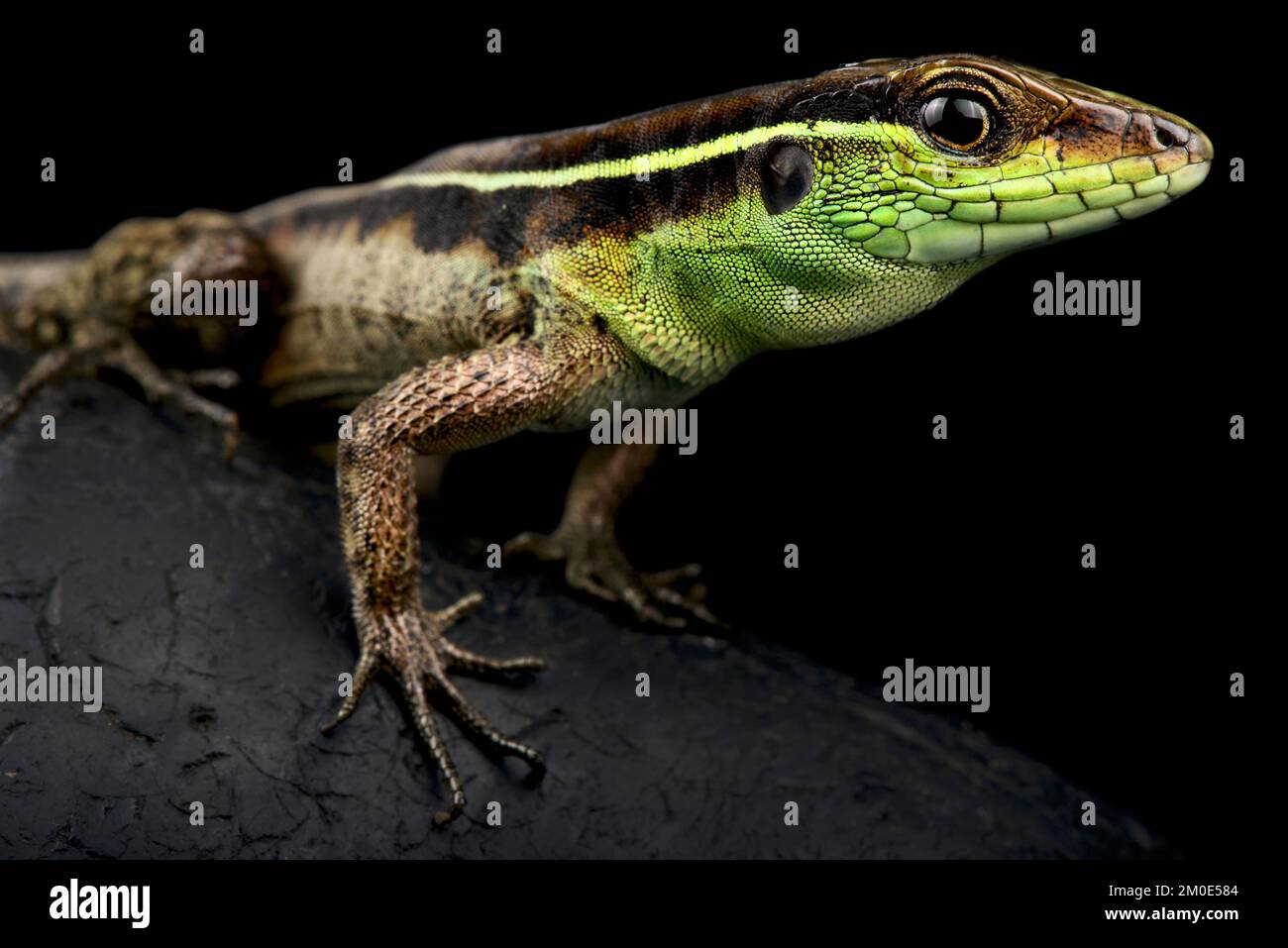 Peitschenschwanz (Kentropyx calcarata) Stockfoto