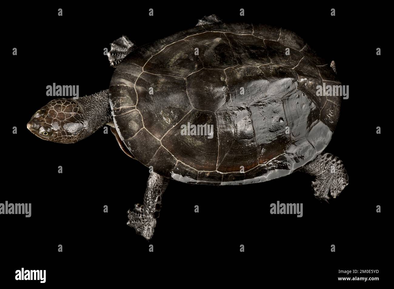 Schildkröte (Mesoclemmys gibba) Stockfoto