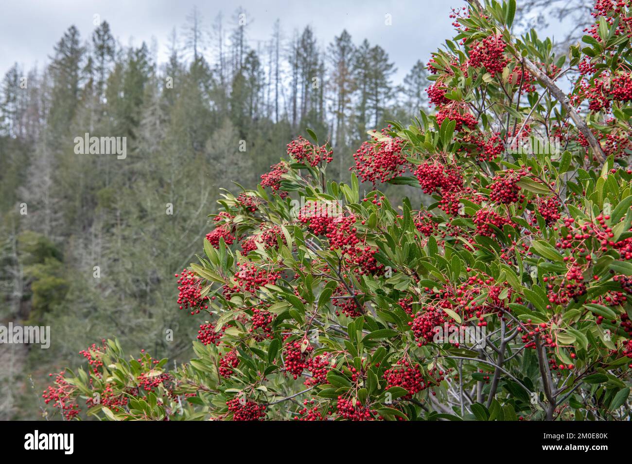 Toyon (Heteromeles arbutifolia) wird im Sugarloaf Ridge State Park in Kalifornien, USA, auch als Weihnachtsbeere oder California Holly Fruiting bezeichnet. Stockfoto