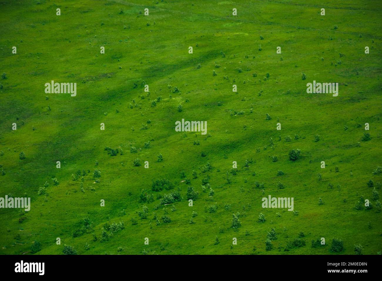 Grüne Gras Oberfläche Textur. Berg Hügel im Sommer Stockfoto