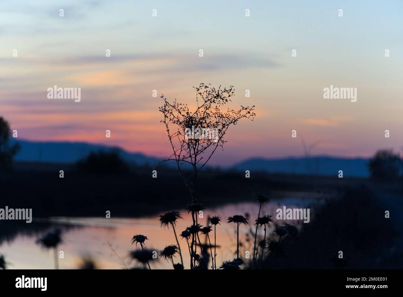 Blütensilhouette am Ufer eines Kanals bei Sonnenuntergang. Stockfoto