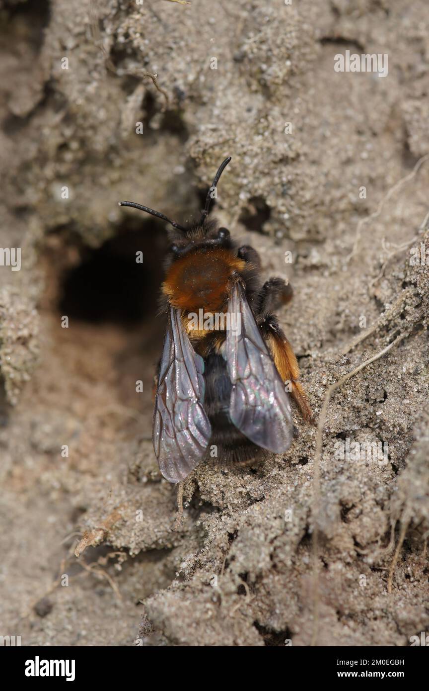 Natürliche Nahaufnahme einer weiblichen Clarkes Bergbaubiene, Andrena Clarkella, die vor ihrem unterirdischen Nest sitzt Stockfoto