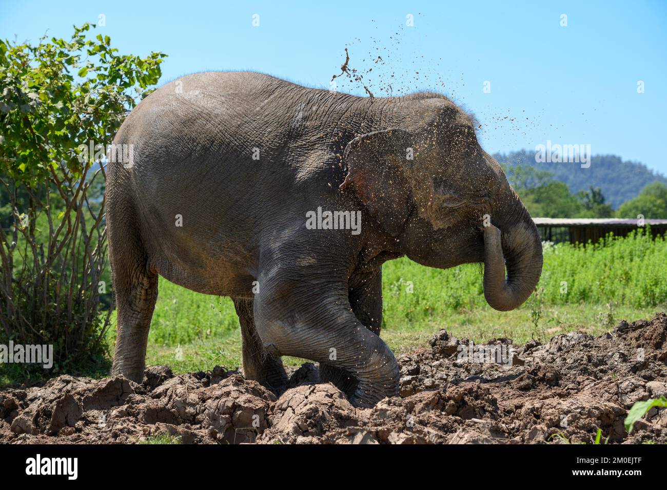 Ein asiatischer Elefant, der im Schlamm steht, gießt schmutziges Wasser aus seinem Stamm auf sich selbst. Stockfoto