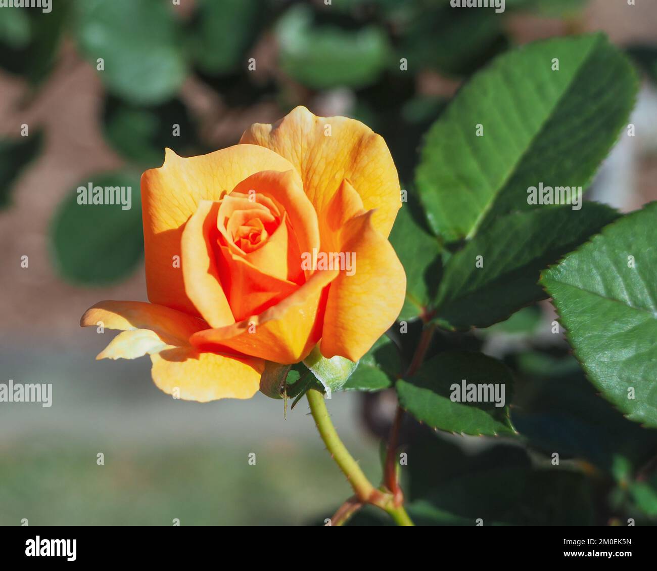 Blume, eine Aprikosen-Orange Rose in Blüte in einem australischen Küstengarten Stockfoto