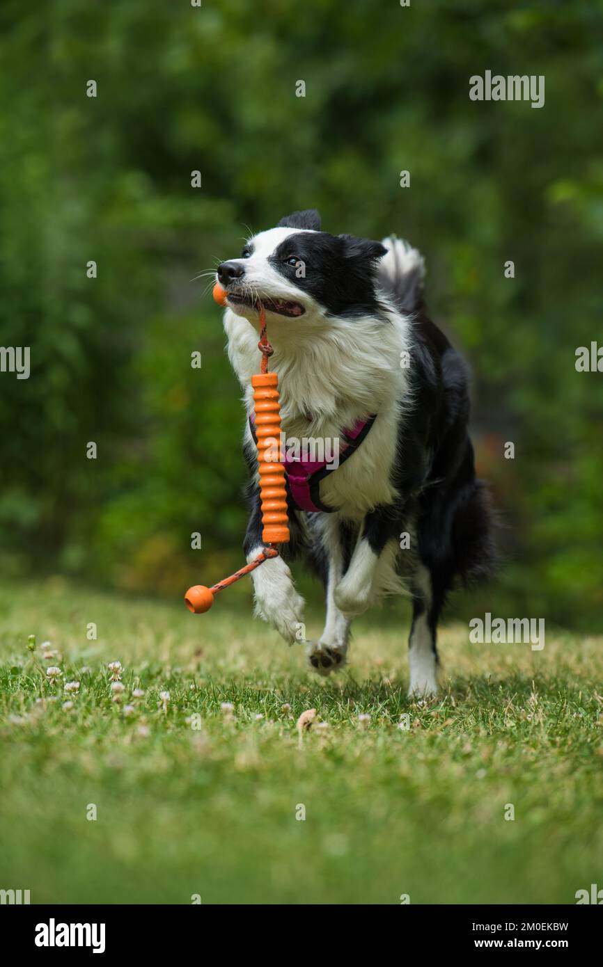 Border Collie Dog spielt in einem Garten Stockfoto