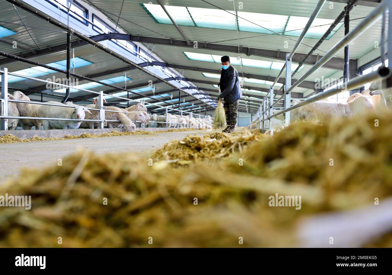 ZHANGYE, CHINA - 5. DEZEMBER 2022 - Arbeiter säubern einen Unterschlupf für Mastschafe in einem modernen, integrierten Entwicklungspark für Schafe in Goiop Stockfoto