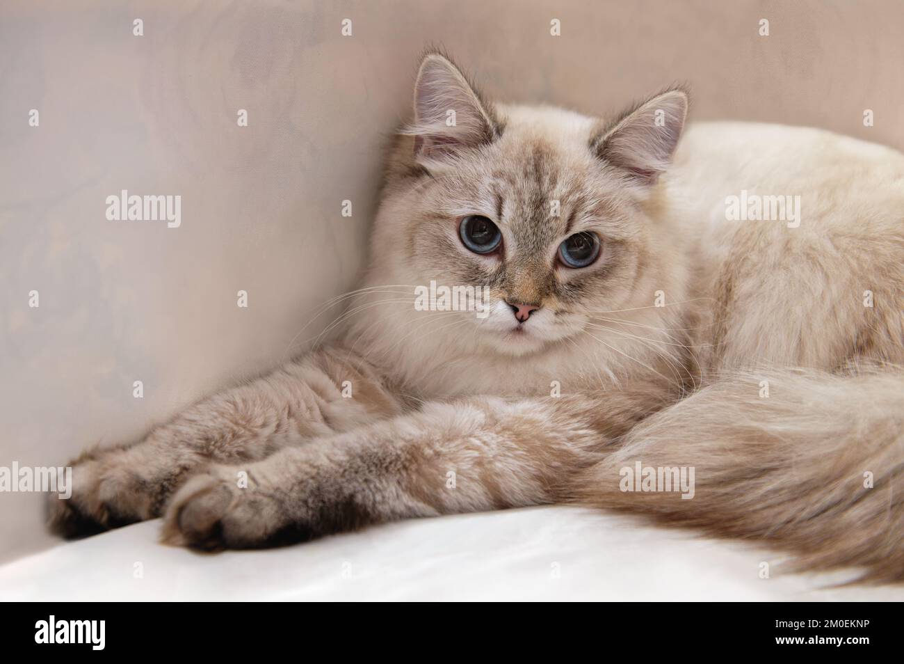 Neva maskiert Katze oder sibirische Katze Farbpunkt mit blauen Augen. Nahaufnahme, Kopierbereich. Stockfoto