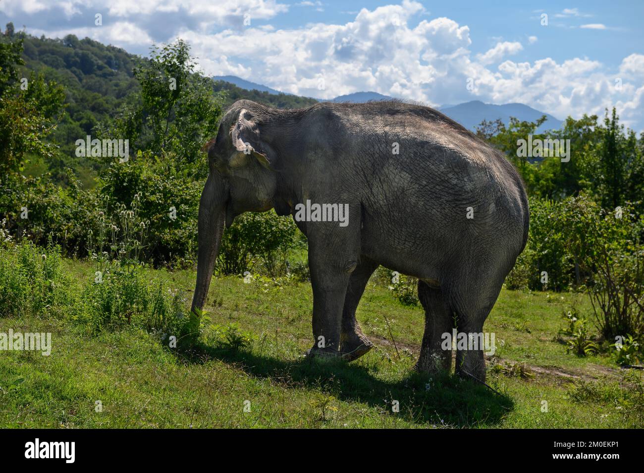 Asiatischer Elefant geht vor dem Hintergrund von Bergen und blauem Himmel auf grünem Gras. Stockfoto