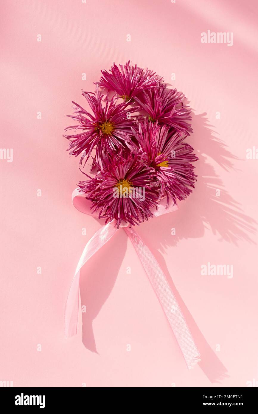 Wunderschöne karmesinrote Chrysanthemen liegen flach. Draufsicht einer Blume auf zartem pinkfarbenen Hintergrund. Minimalistische Blumenzusammensetzung. Urlaubskonzept. Stockfoto